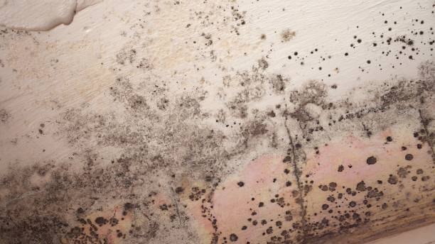 Best Mold Damage Restoration  in East Islip, NY